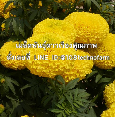 เมล็ดพันธุ์ดาวเรืองคุณภาพ